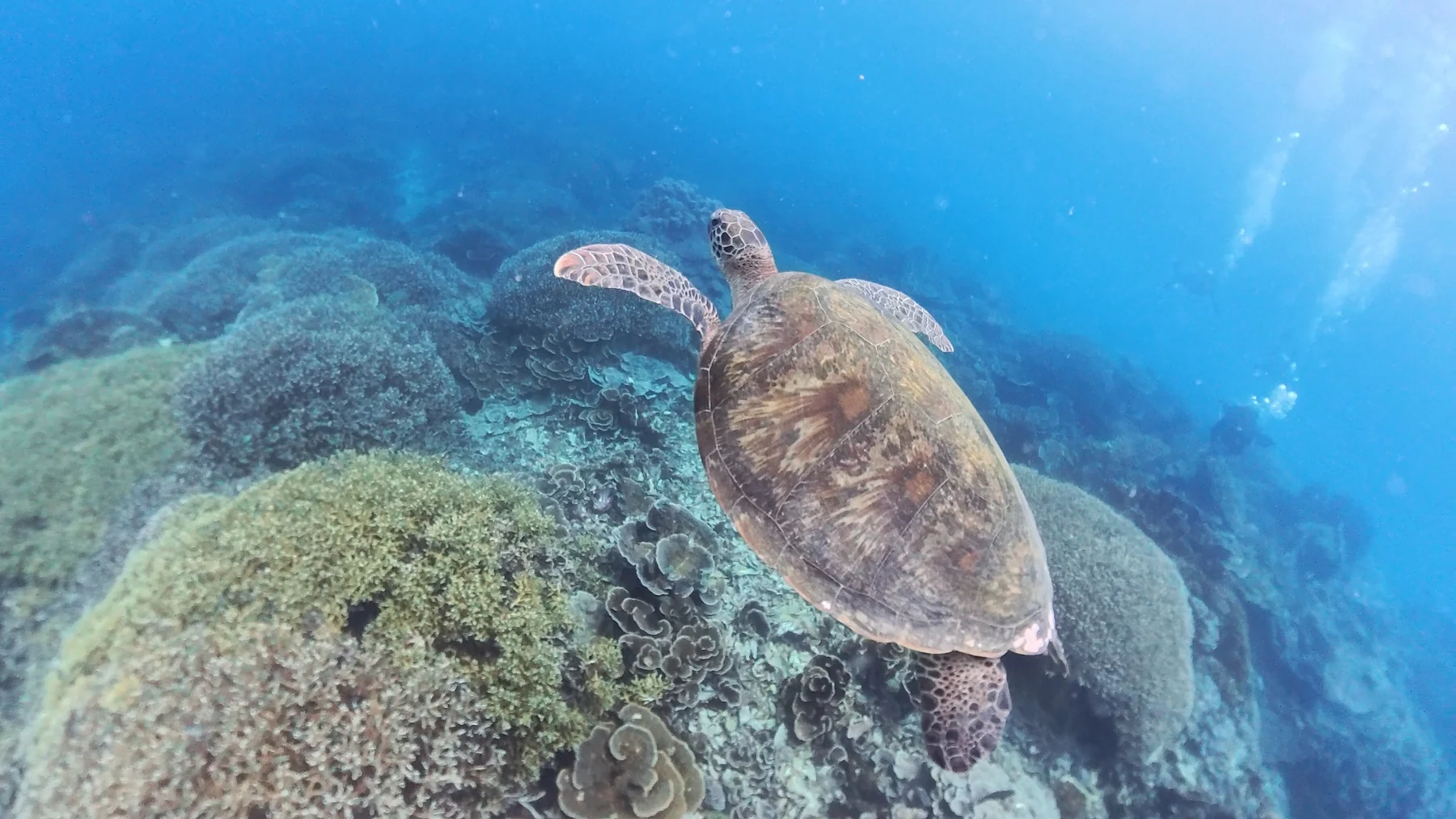 Sea turtle swimming over a coral reef